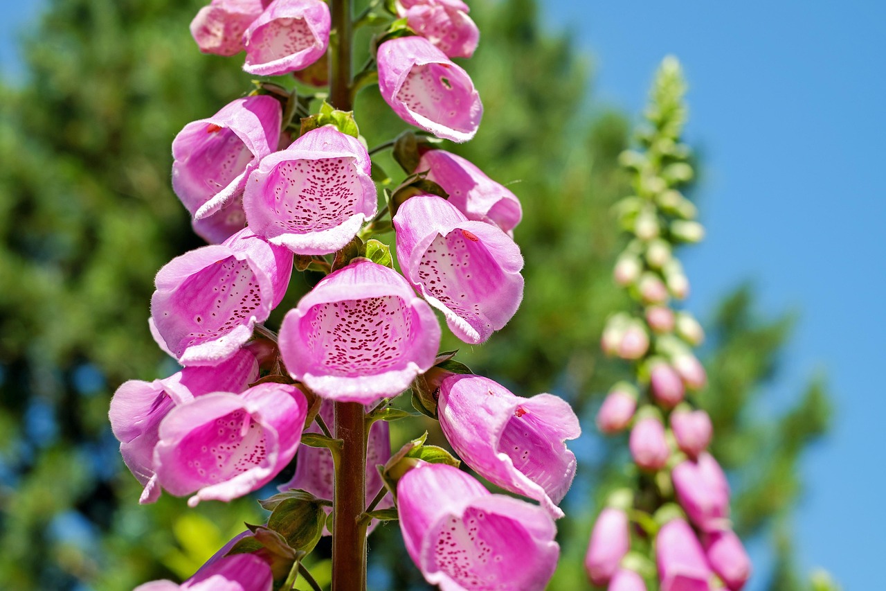 Muur met verticaal tuinrek en bloempotten. Muur met verticaal tuinrek en bloempotten.