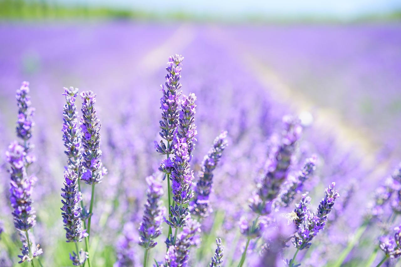 Herontdek lavendel: van bijenvriendelijke plant tot geurige woonkamer