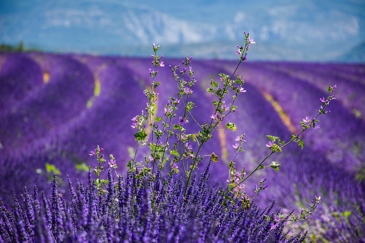 Hand die lavendel in aromatherapie gebruikt.