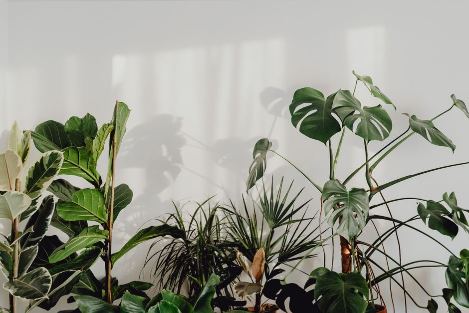 Hangende planten met zomerlicht achtergrond. Hangende planten met zomerlicht achtergrond.
