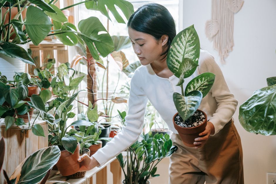Zomerse luchtzuiveraars: planten die je huis een frisse boost geven