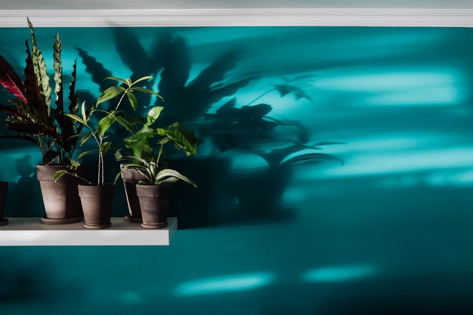Gezellige hoek gevuld met lage-licht planten. Gezellige hoek gevuld met lage-licht planten.