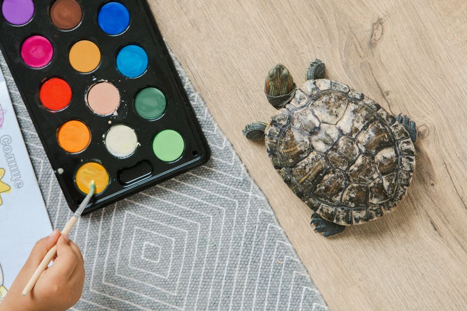 Duik in de schoonheid van schildpadschilders: ideeën voor een uniek schilderij