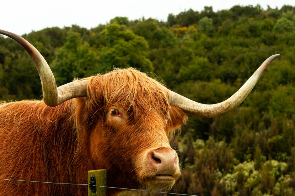 Fotobehang met schotse hooglander: een landelijke touch voor je woonkamer