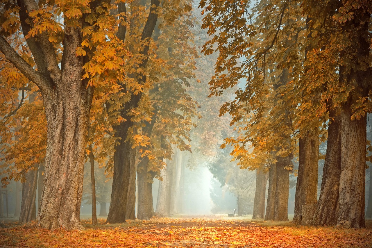 Houten meubels en natuurlijke herfstdecoratie.