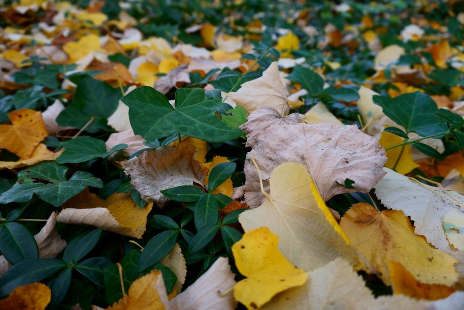 Gezellig woonkamer met herfstkleurige accenten.