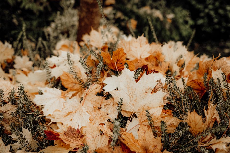 Herfst metamorfose: aardetinten en natuurlijke materialen voor een warme sfeer