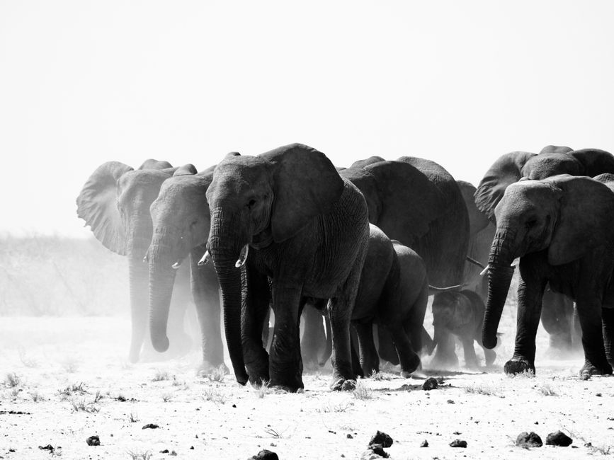 Creatief met olifant wanddecoratie: toevoegingen voor een dramatische en gedurfde look