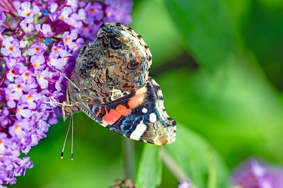 Hoe butterfly fotobehang een onverwachte twist geeft aan je badkamerstijl