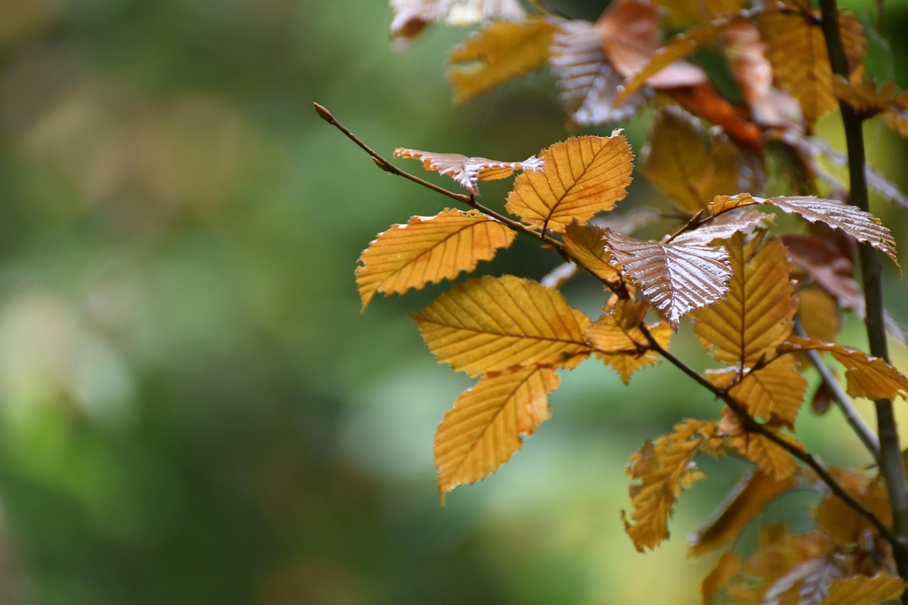 Mooie, rustgevende vijver met vallende herfstbladeren. Mooie, rustgevende vijver met vallende herfstbladeren.