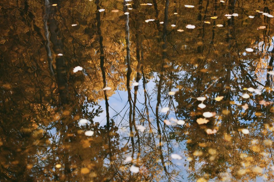 Spiegel reflecteert herfstlicht op tuinbladeren. Spiegel reflecteert herfstlicht op tuinbladeren.
